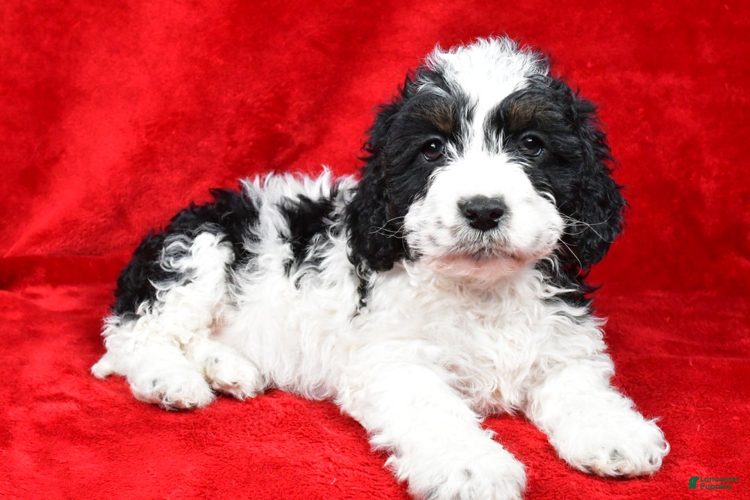 Cockapoo dogs for sale: Garrett - Ad 5
