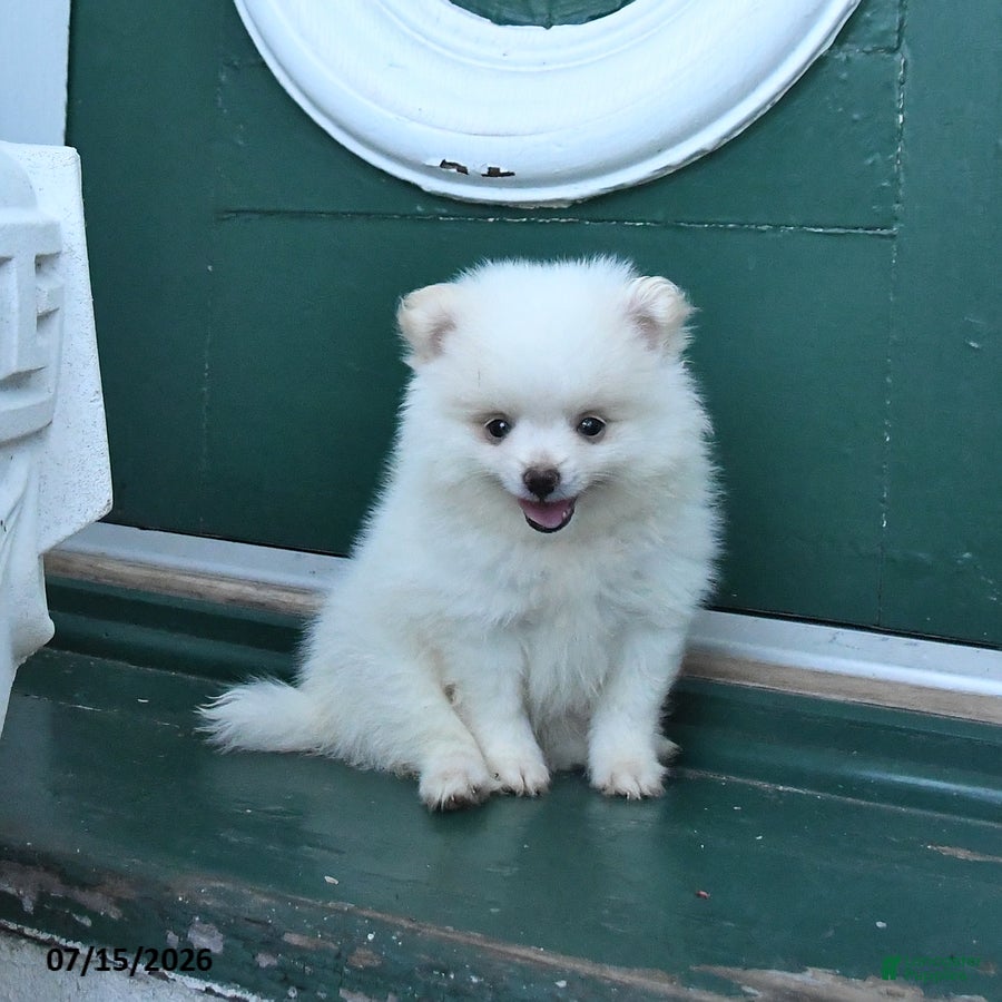 Pomeranian dogs Duke - Ad 2