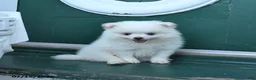 Pomeranian dogs for sale: Duke - Ad 2