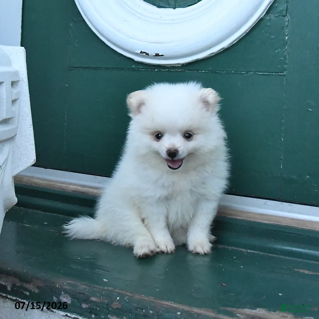 Pomeranian dogs for sale: Duke - Ad 2