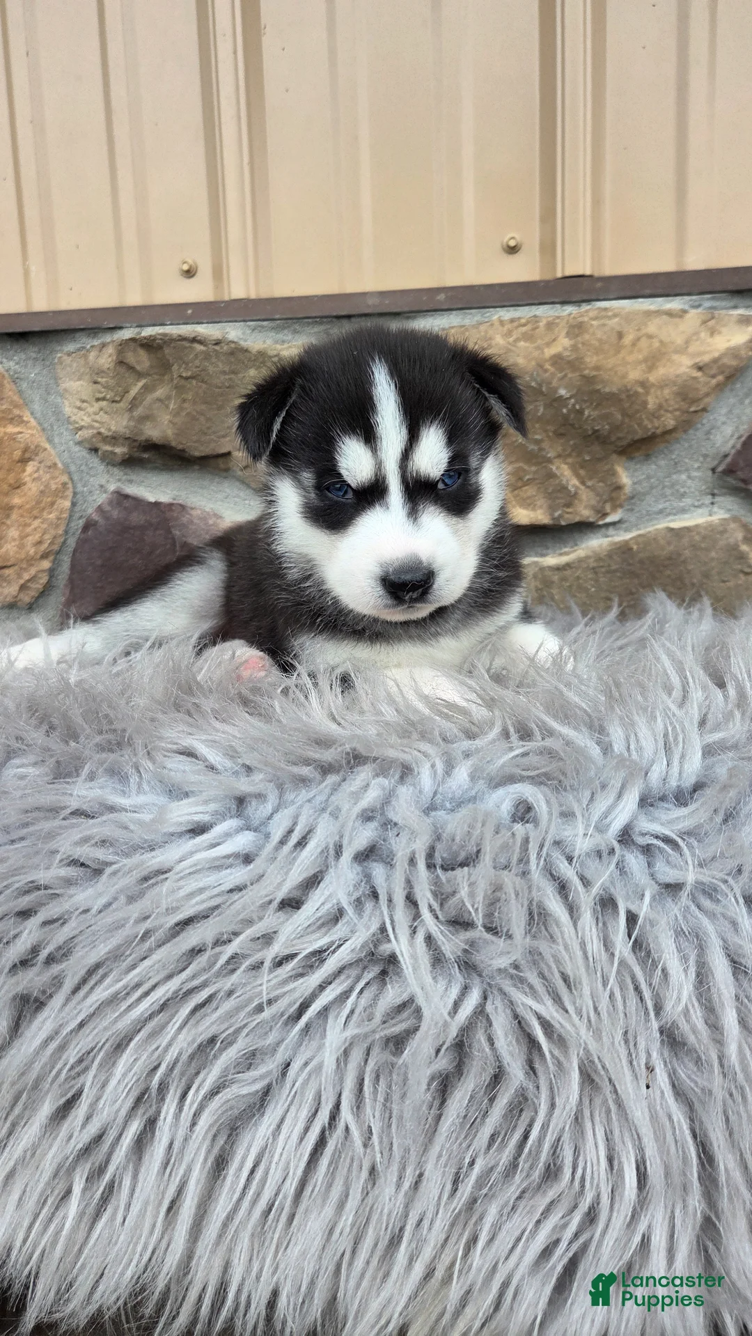 Siberian Husky dogs for sale: East - Ad 1