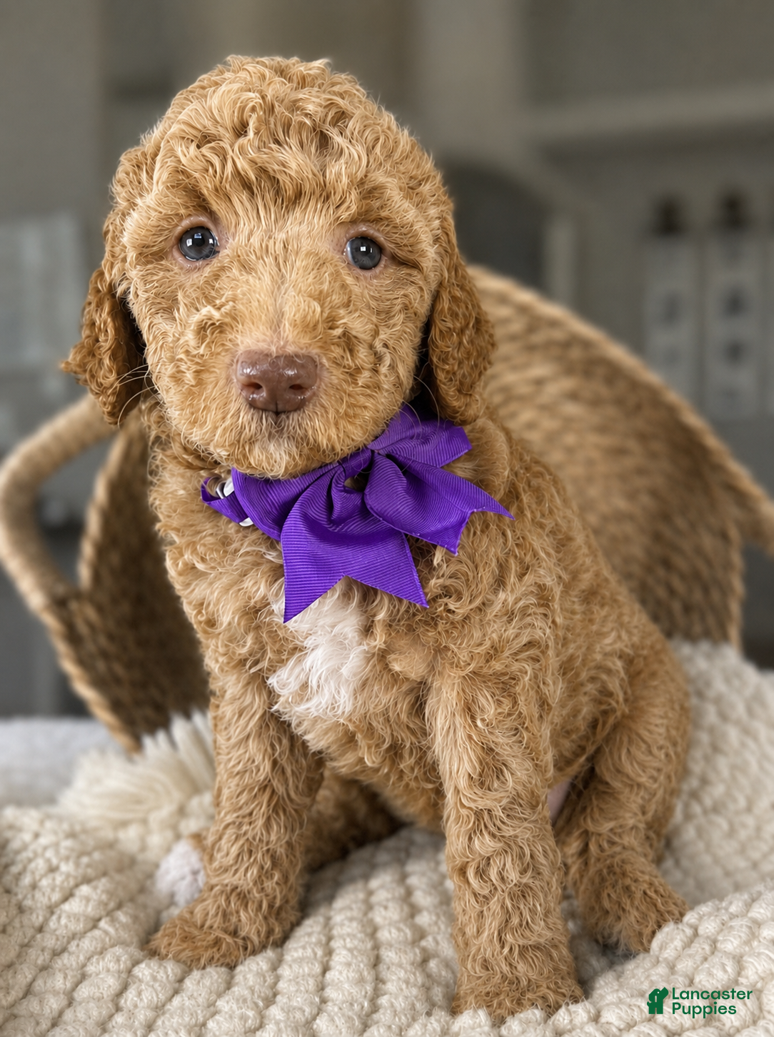Mini Goldendoodle dogs Mini Goldendoodle “Marina” - Ad 12