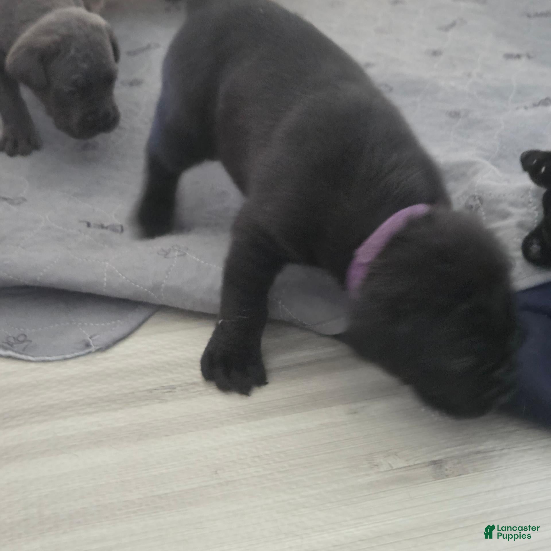 Cane Corso