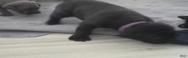 Cane Corso 5