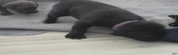 Cane Corso dogs for sale: Cane Corso 5 - Ad 1