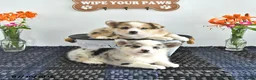 Mixed Breed dogs for sale: Sparkle - Ad 5