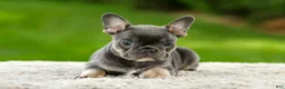 French Bulldog dogs for sale: Forest - Ad 12