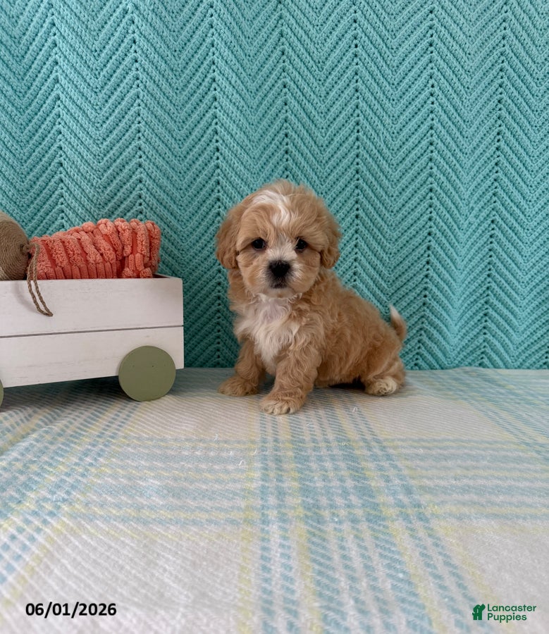 Mixed Breed dogs Mocha - Ad 1