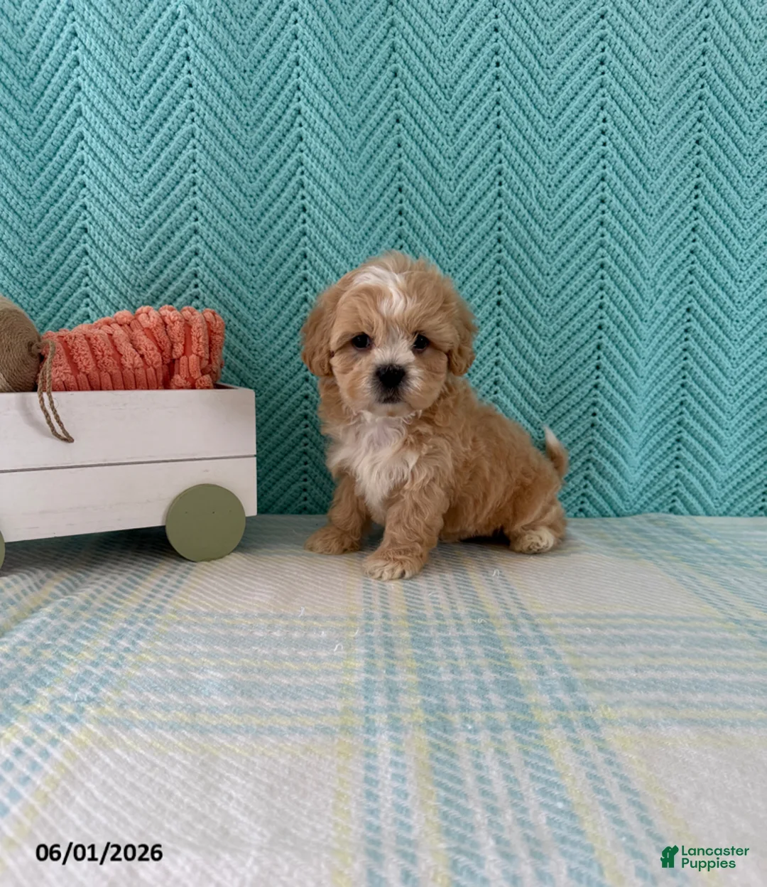 Mixed Breed dogs for sale: Mocha - Ad 1