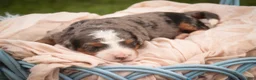 Bernedoodle dogs for sale: Everest Miniature Bernedoodle  - Ad 4