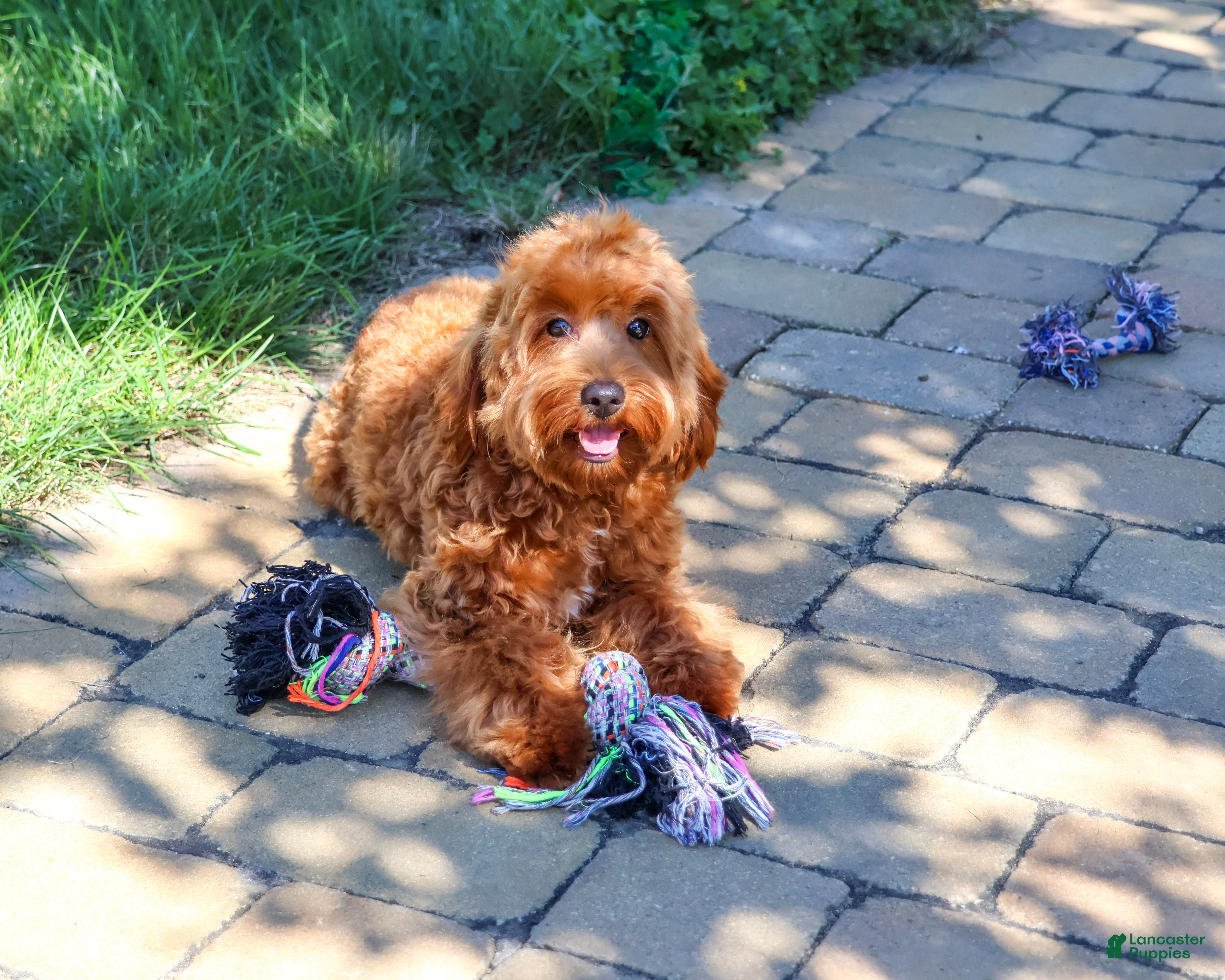 Cavapoo dogs Noelle - Ad 2