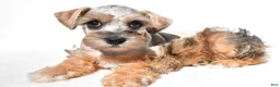 Schnoodle dogs for sale: Reba - Ad 7
