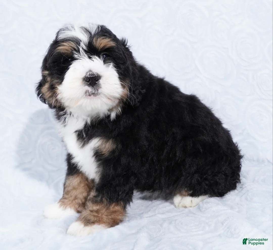 Mini Bernedoodle dogs for sale: Cole  - Ad 6