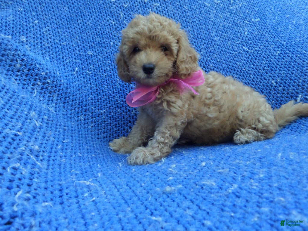 Toy Poodle dogs Karla  - Ad 19