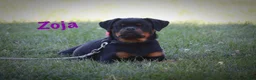 Rottweiler dogs for sale: Zoja - Ad 5
