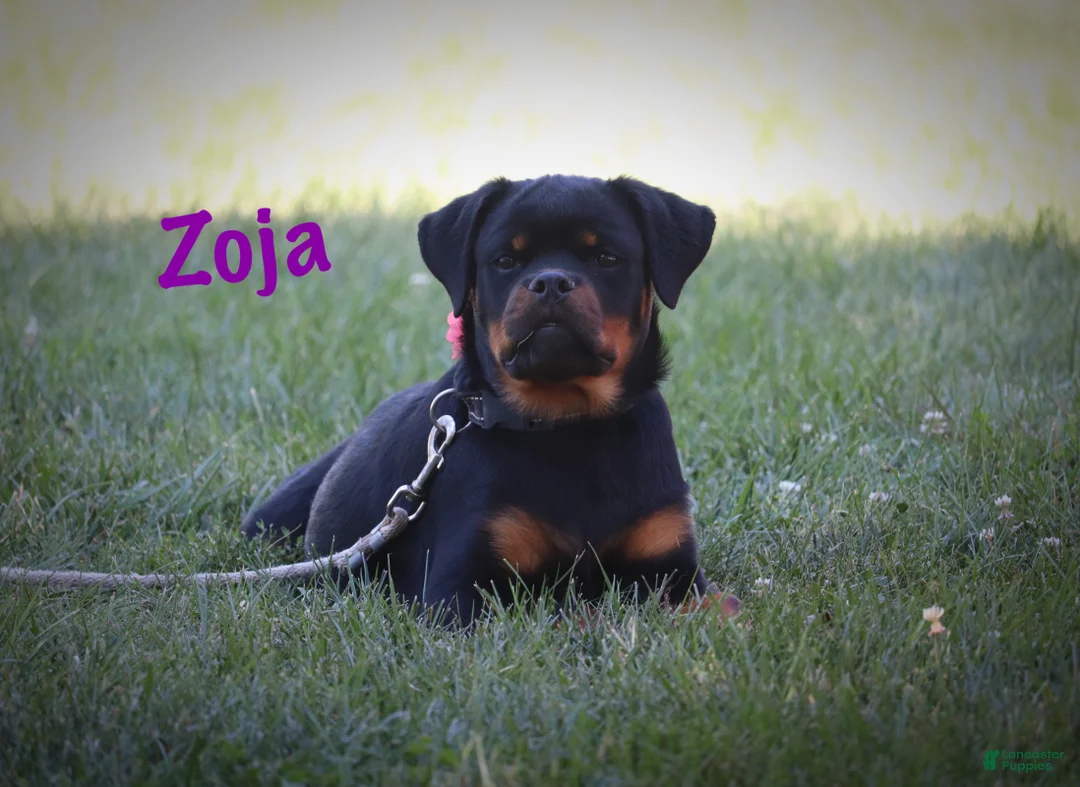 Rottweiler dogs for sale: Zoja - Ad 5