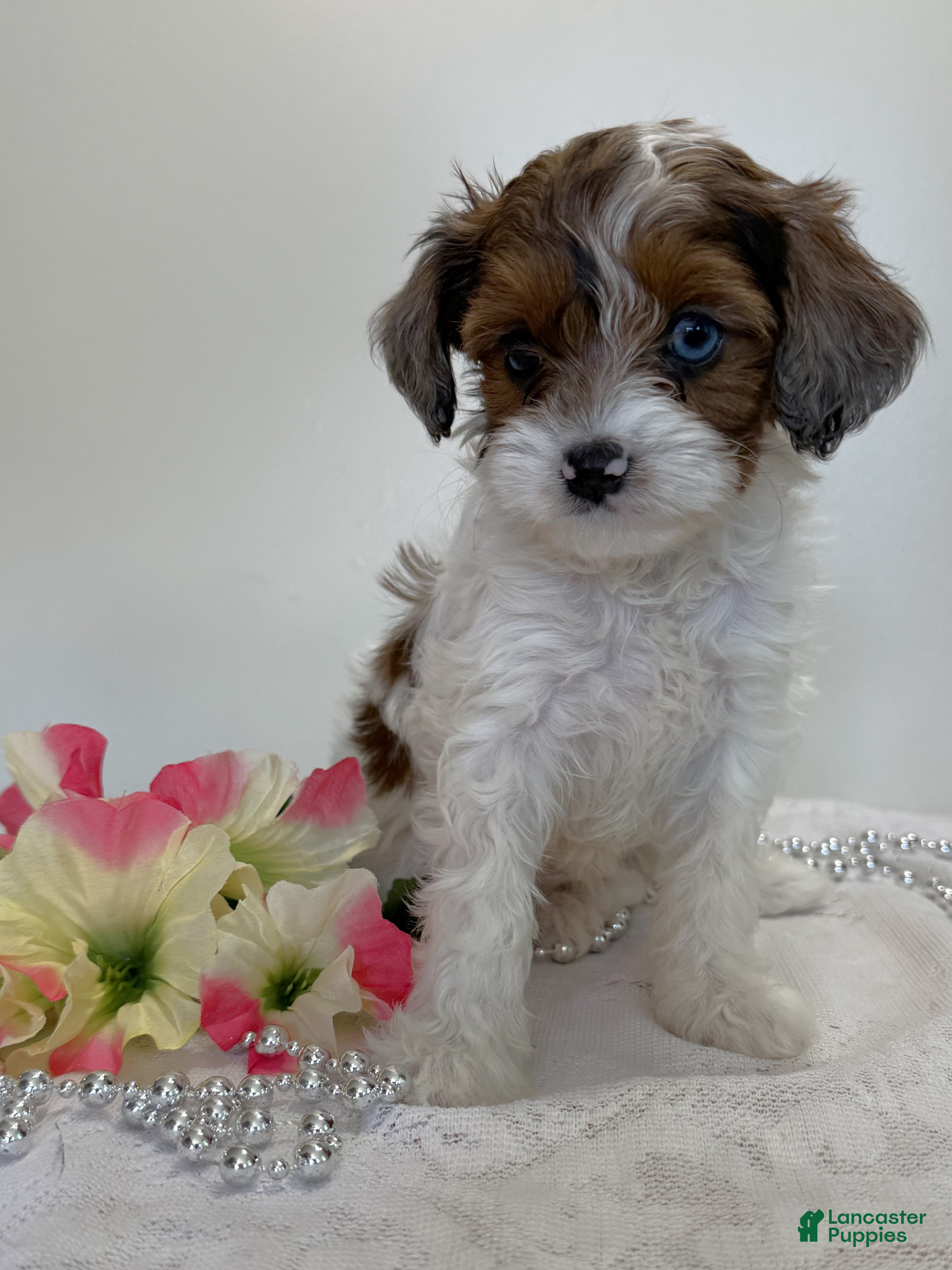 Cavapoo dogs Muffin Cavapoo  - Ad 1