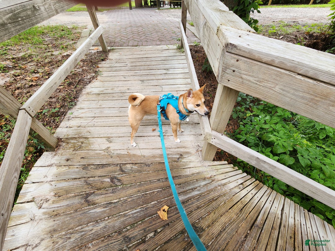 Shiba Inu dogs for stud: Akio Prince Zeke Apache Lou - Ad 2