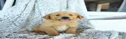 Golden Retriever dogs for sale: Gumpy - Ad 3