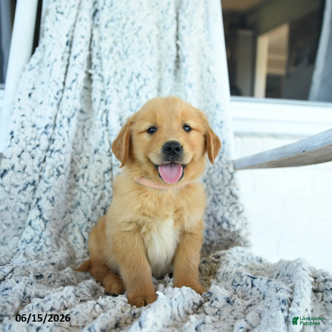 Golden Retriever dogs for sale: Gumpy - Ad 3