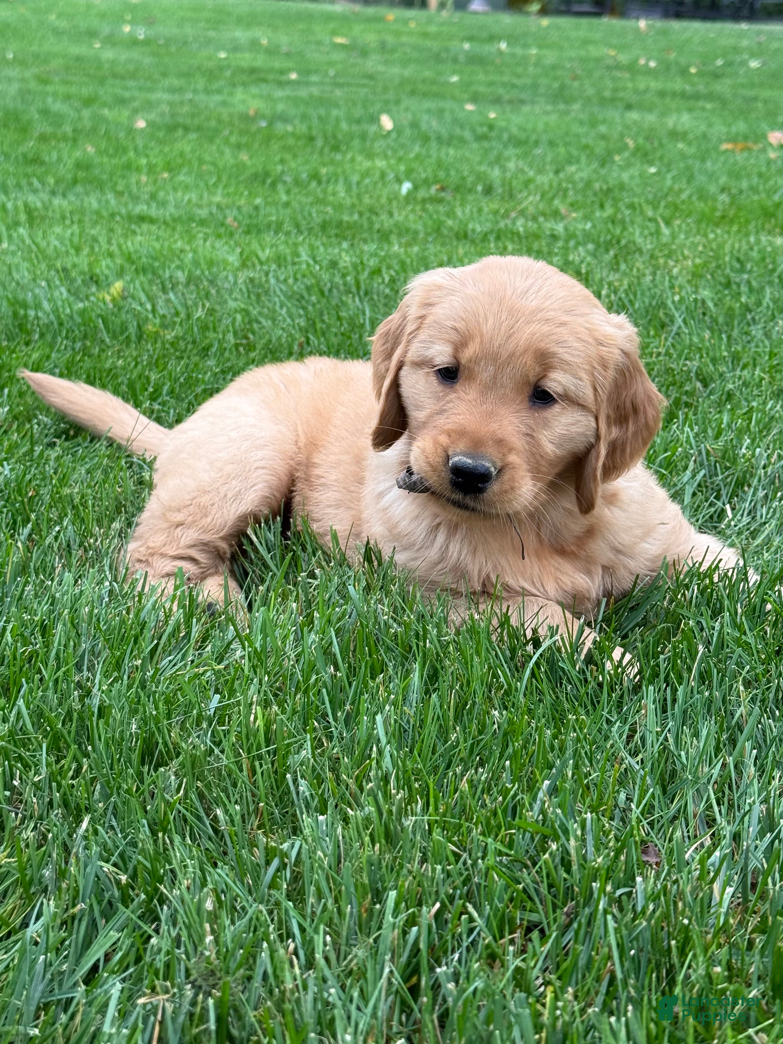 Golden Retriever dogs Monet - Ad 2