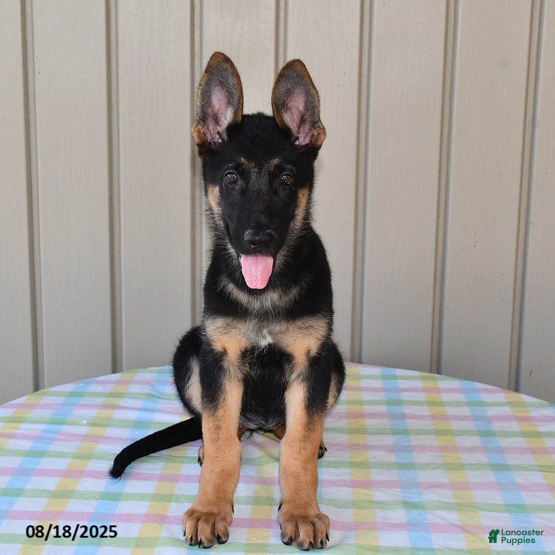 German Shepherd dogs for sale: Kelsey - Ad 16