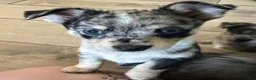 Mixed Breed dogs for sale: Luna - Ad 6