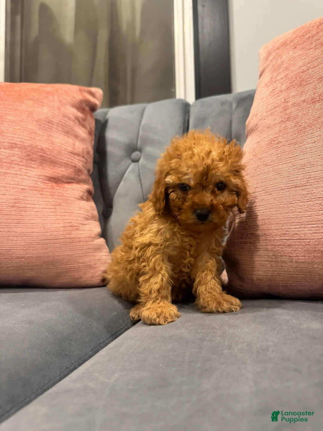 Cavapoo dogs for sale: Sammy - Ad 4