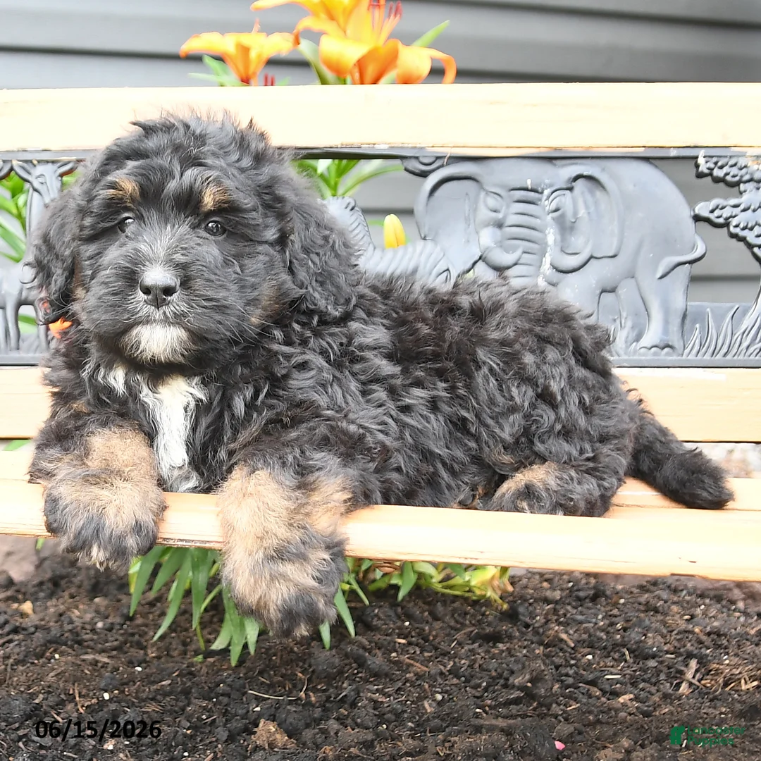 Bernedoodle dogs for sale: Ned - Ad 2