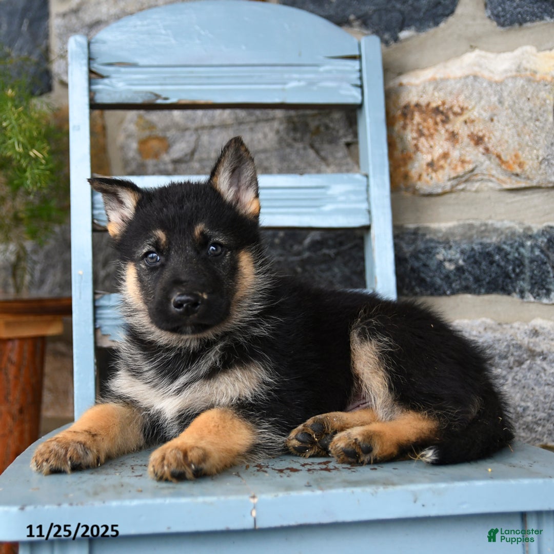 Gerberian Shepsky dogs for sale: Polar - Ad 2