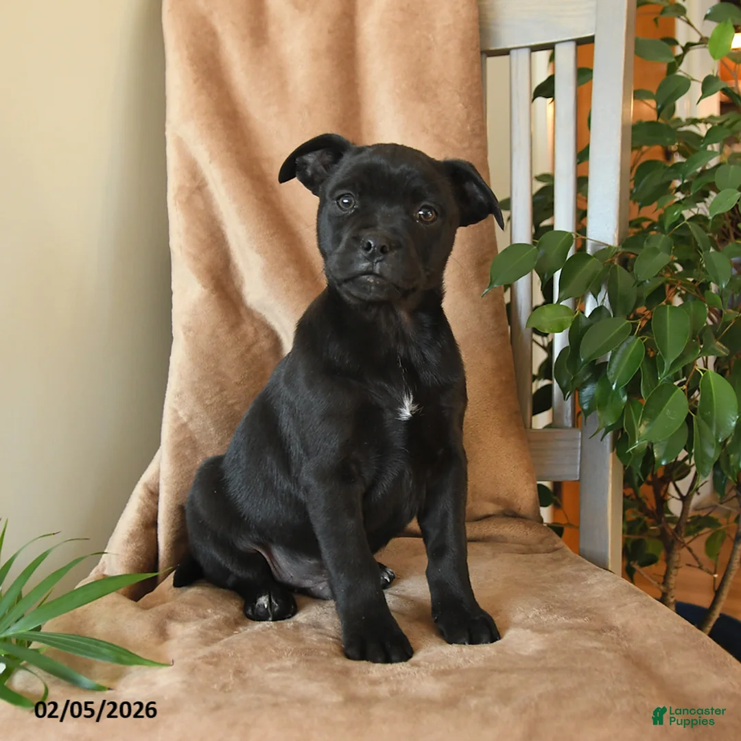 Mixed Breed dogs for sale: Lux - Ad 2