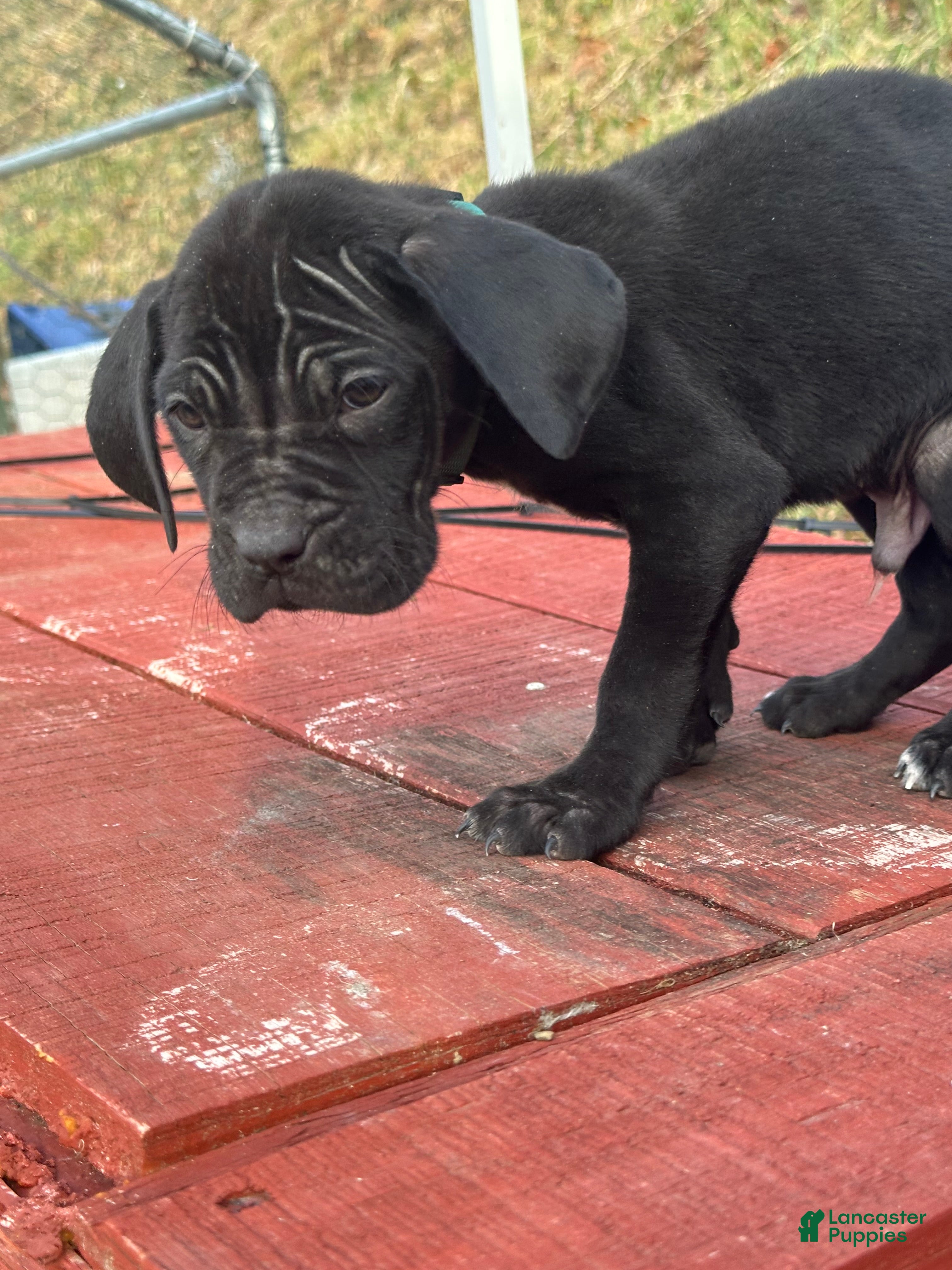 Cane Corso dogs Ace - Ad 16