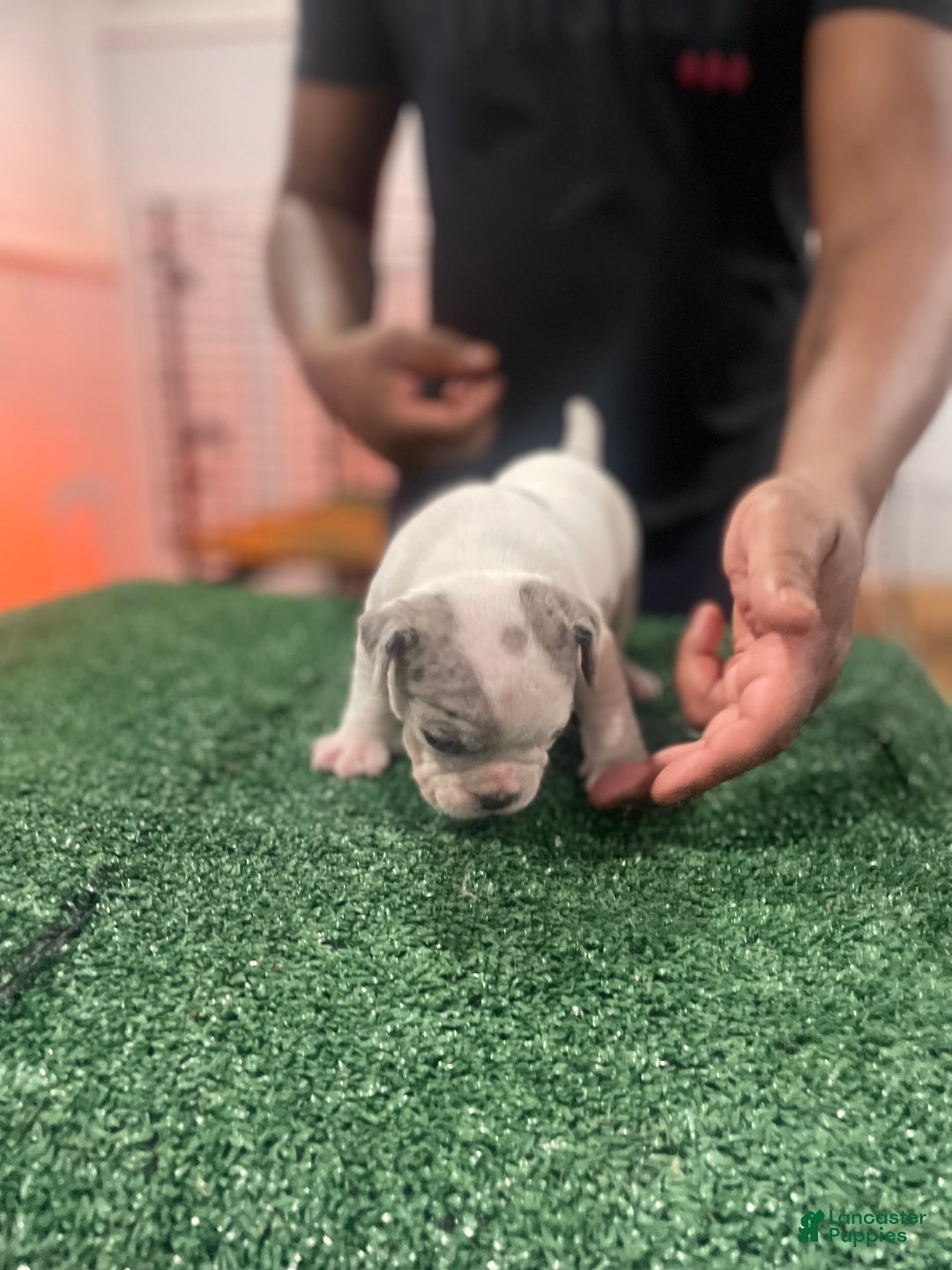 American Bully dogs for sale: American Bully Puppy 6 - Ad 6