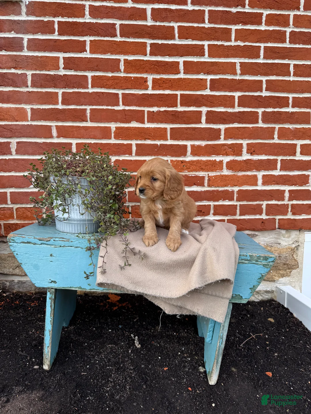 Miniature Golden Retriever dogs for sale: Miniature Golden Retriever Puppy 2 - Ad 5