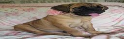 Cane Corso dogs for sale: Abby - Ad 12