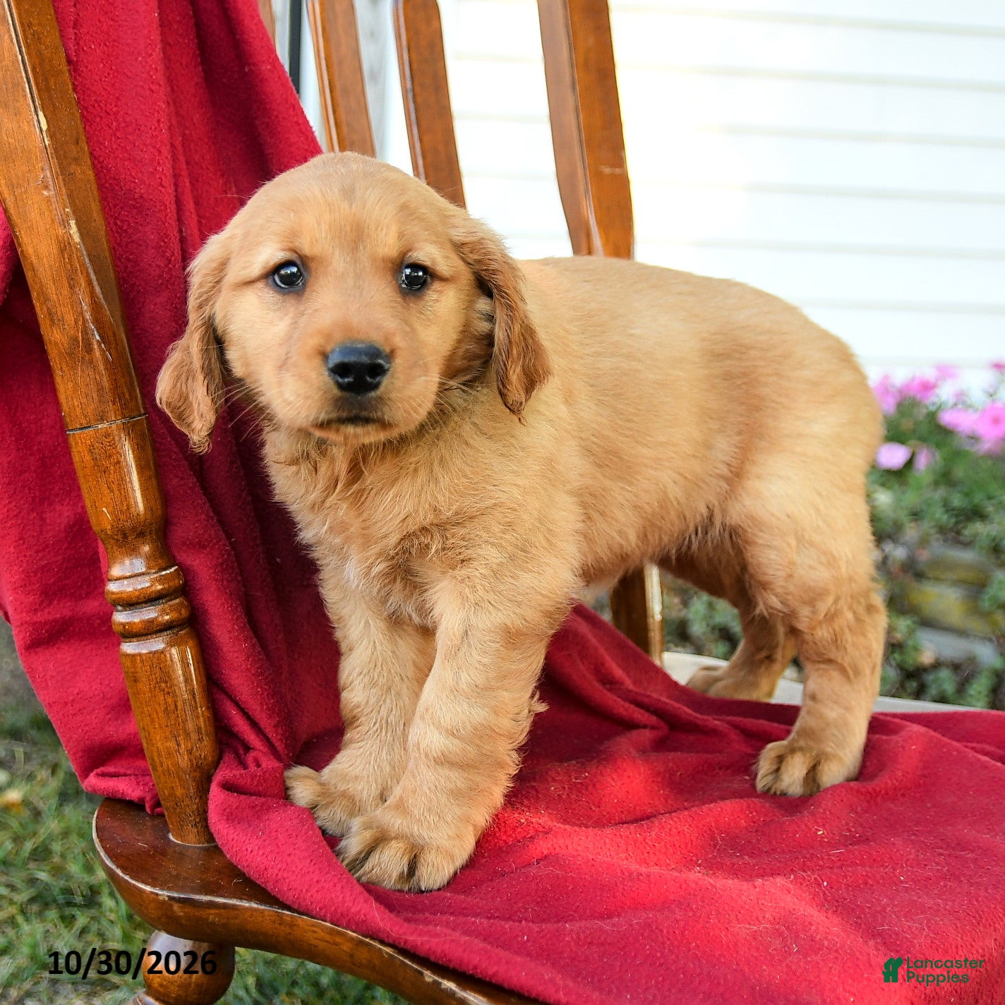 Golden Retriever dogs for sale: Bailey - Ad 1