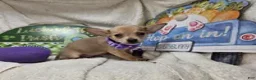 Chihuahua dogs for sale: Angel Boy - Ad 4