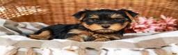 Yorkshire Terrier dogs for sale: Candy Cane AKC Champion Bloodline - Ad 7