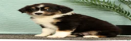 Miniature Australian Shepherd dogs for sale: Jasmine - Ad 8