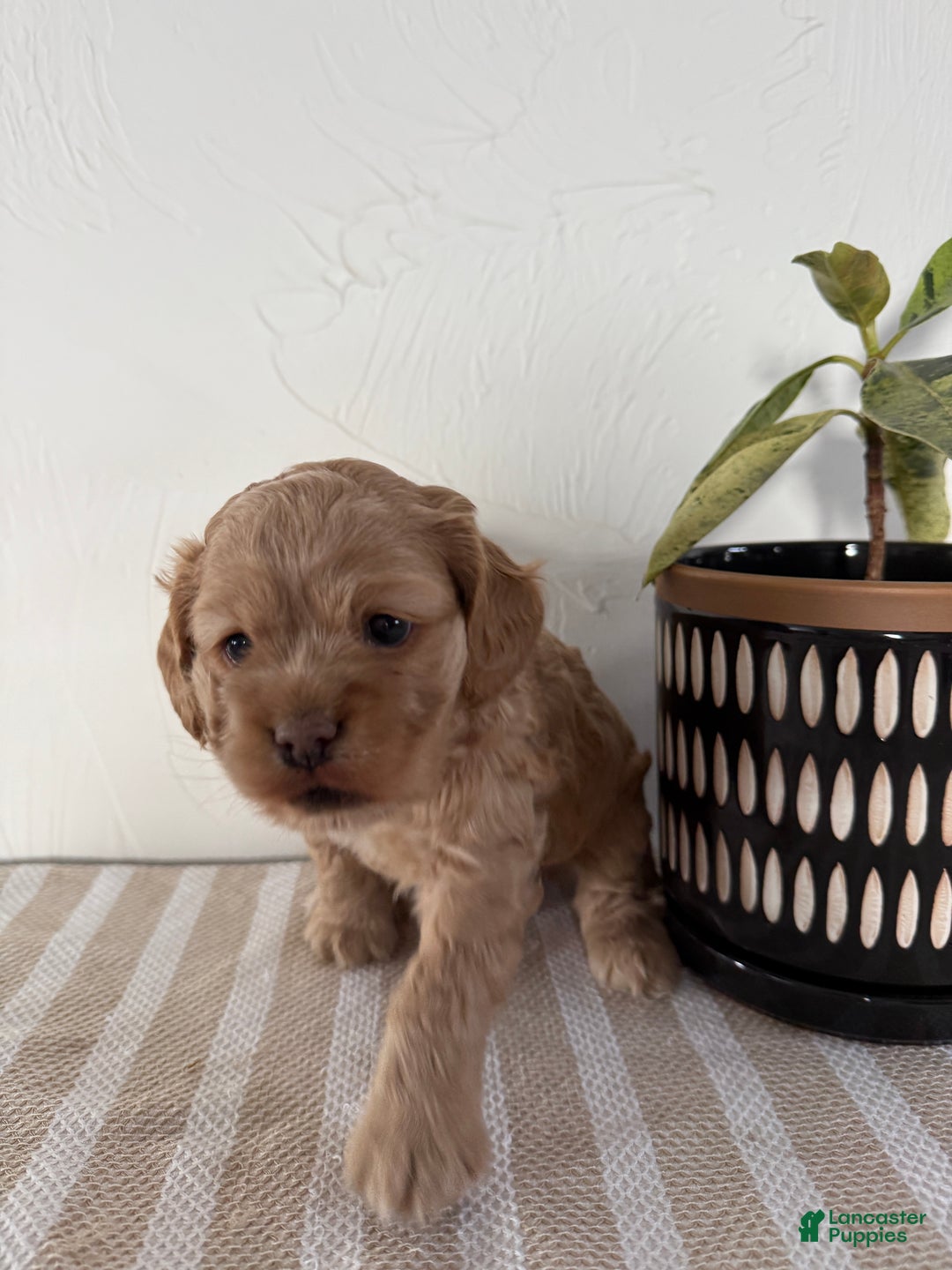 Cocker Spaniel dogs for sale: Daisy - Ad 5