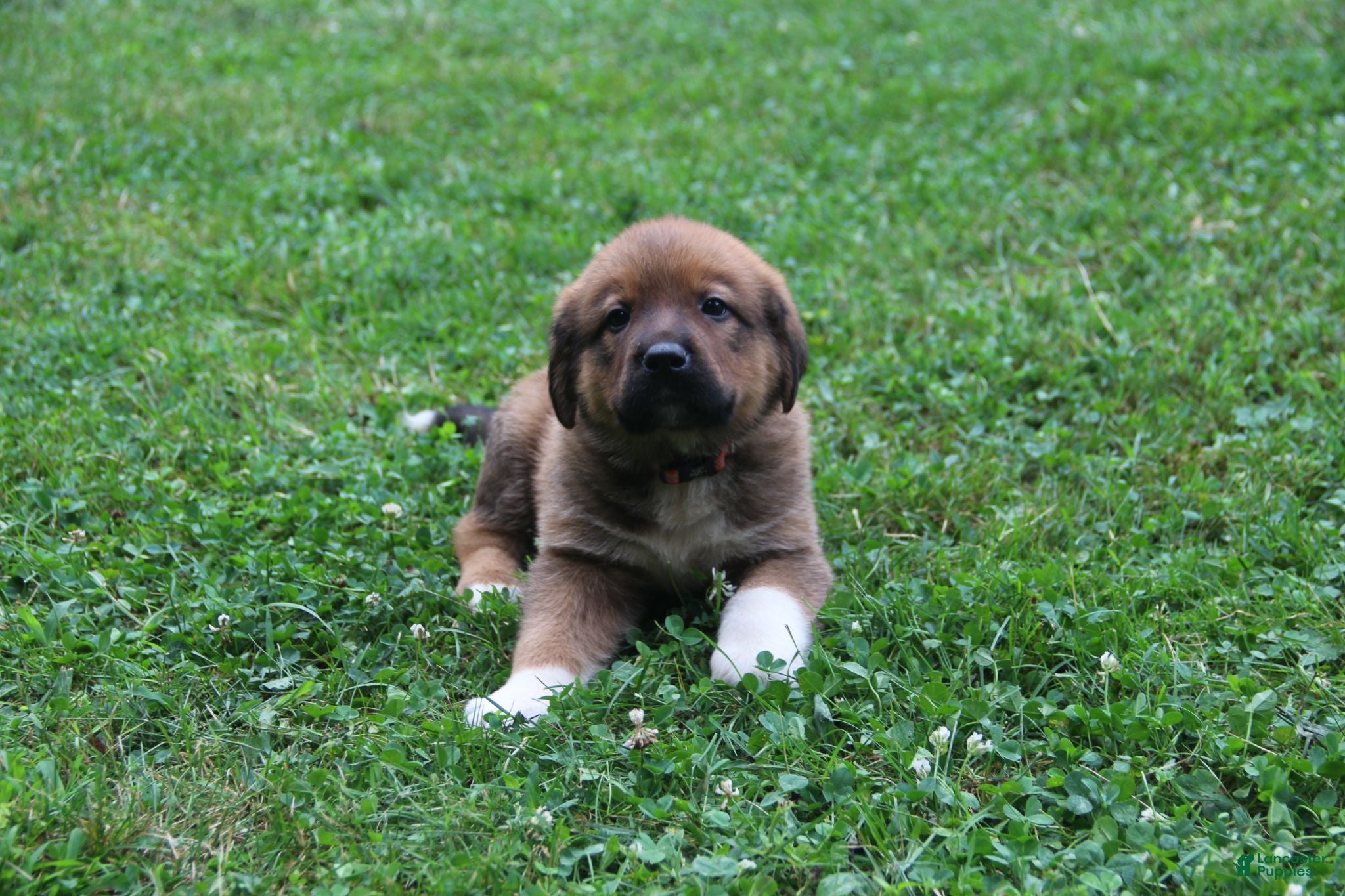 Mixed Breed dogs Sierra - Ad 2