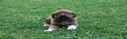 Mixed Breed dogs for sale: Sierra - Ad 2
