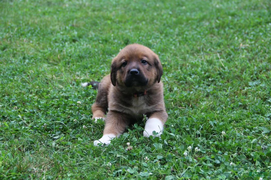 Mixed Breed dogs for sale: Sierra - Ad 2