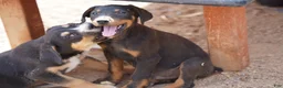 Doberman Pinscher dogs for sale: Milhouse - Ad 8