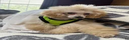 Toy Poodle dogs for sale: Milo (teacup) - Ad 4