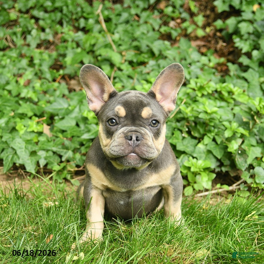 French Bulldog dogs Smokey - Ad 1