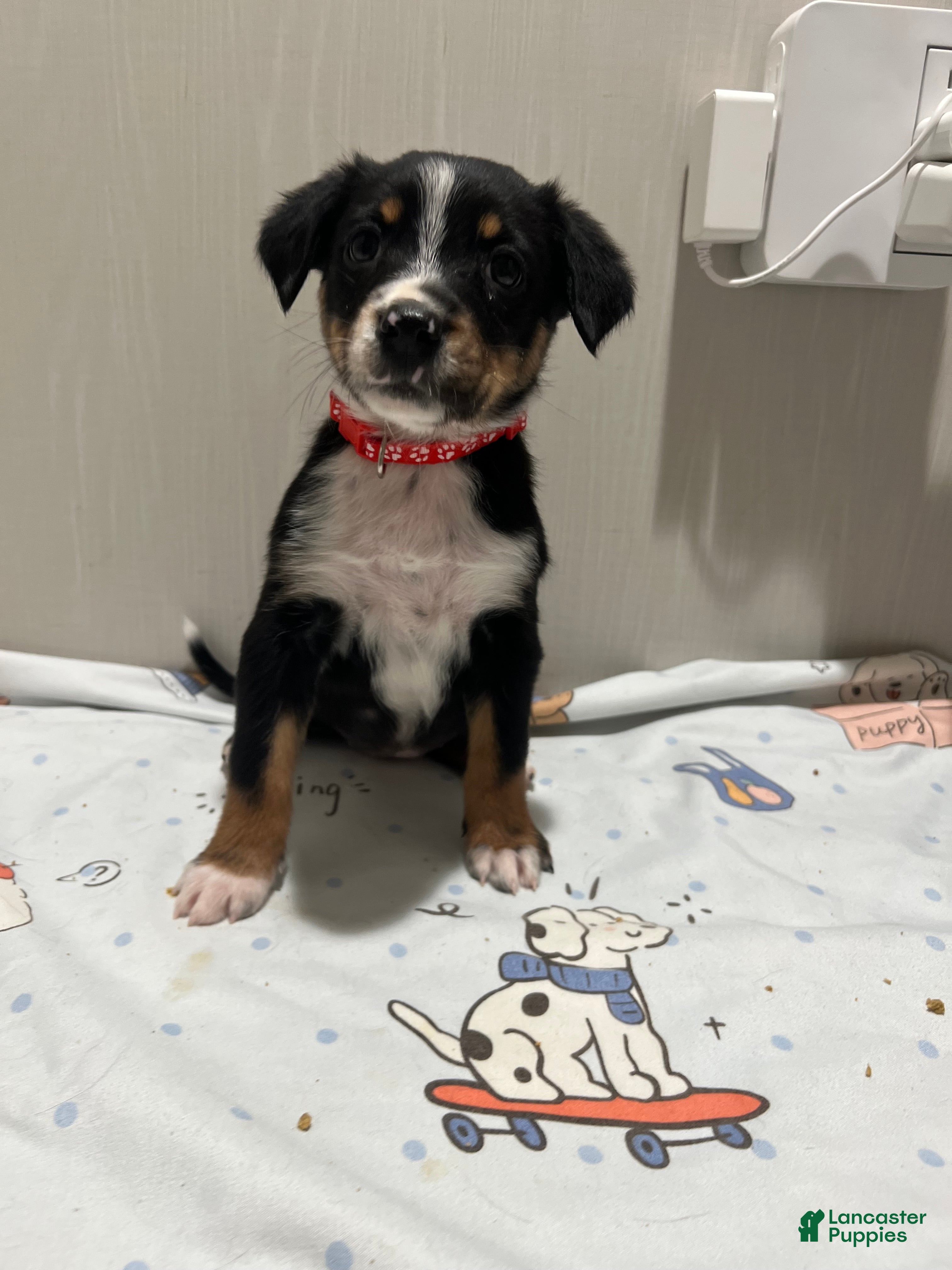 Mixed Breed dogs Cider  - Ad 18