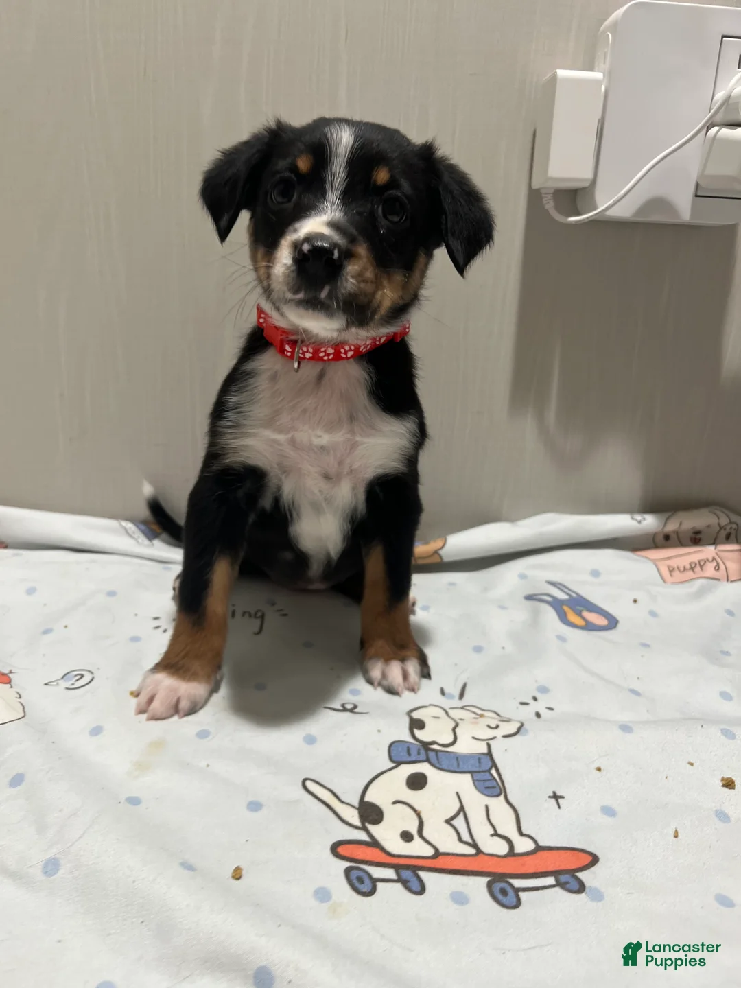 Mixed Breed dogs for sale: Cider  - Ad 1