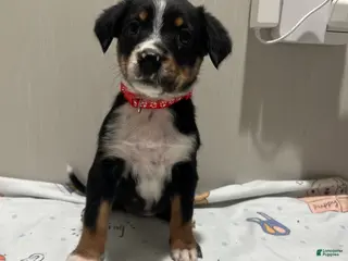 Mixed Breed dogs Cider - Ad 18