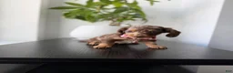 Miniature Dachshund dogs for sale: Velma  - Ad 4